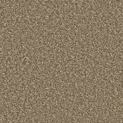 Cork Oak